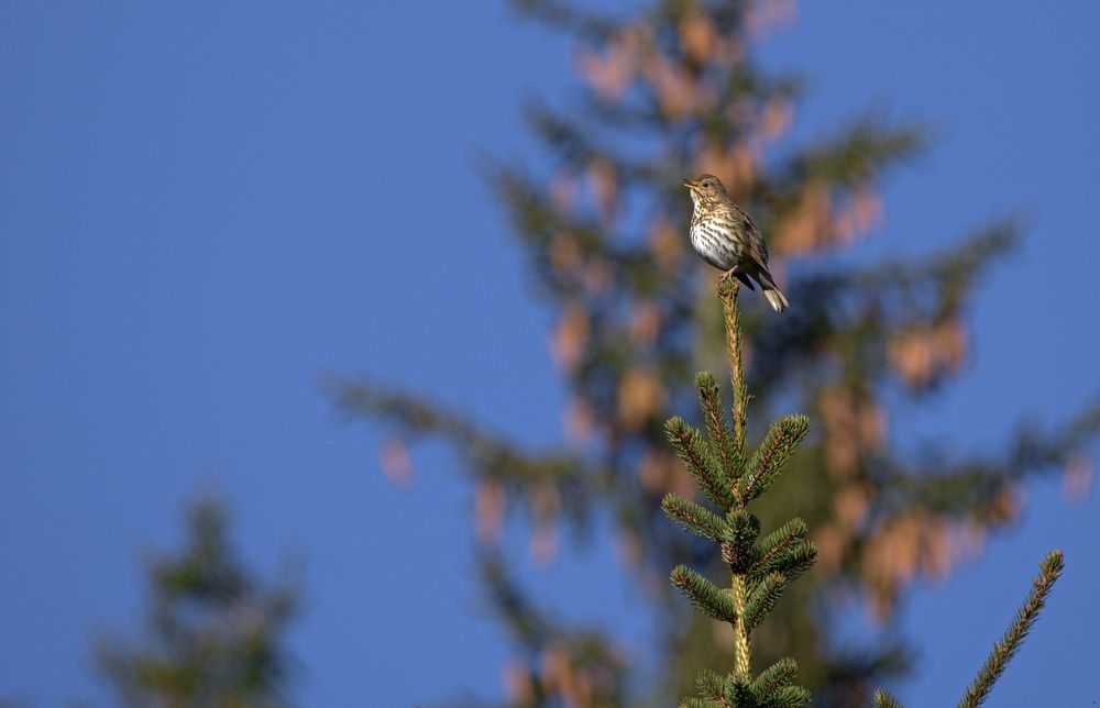 Der frühe Vogel....