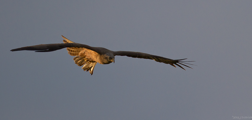 Der frühe Vogel (2.)