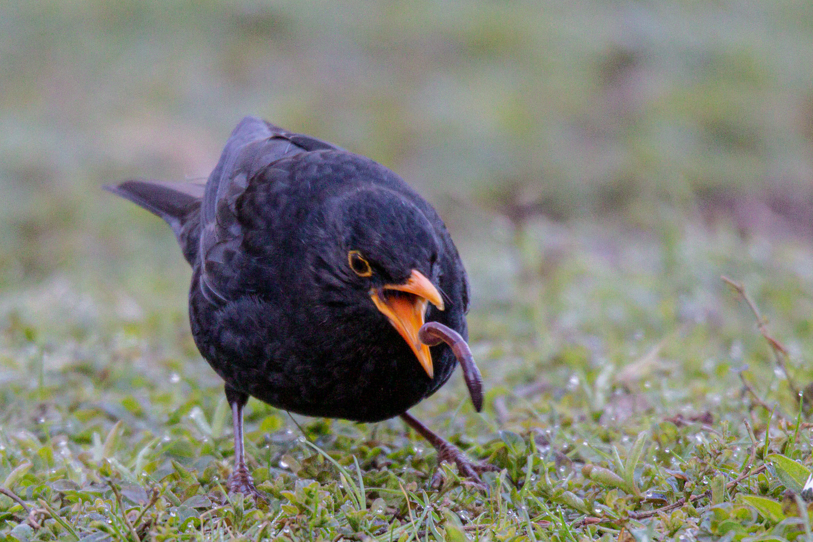 Der frühe Vogel ... 