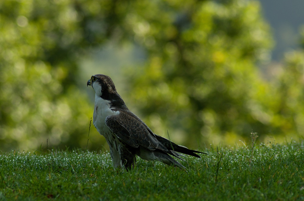 Der frühe Vogel...