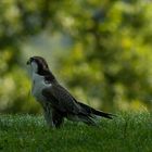 Der frühe Vogel...