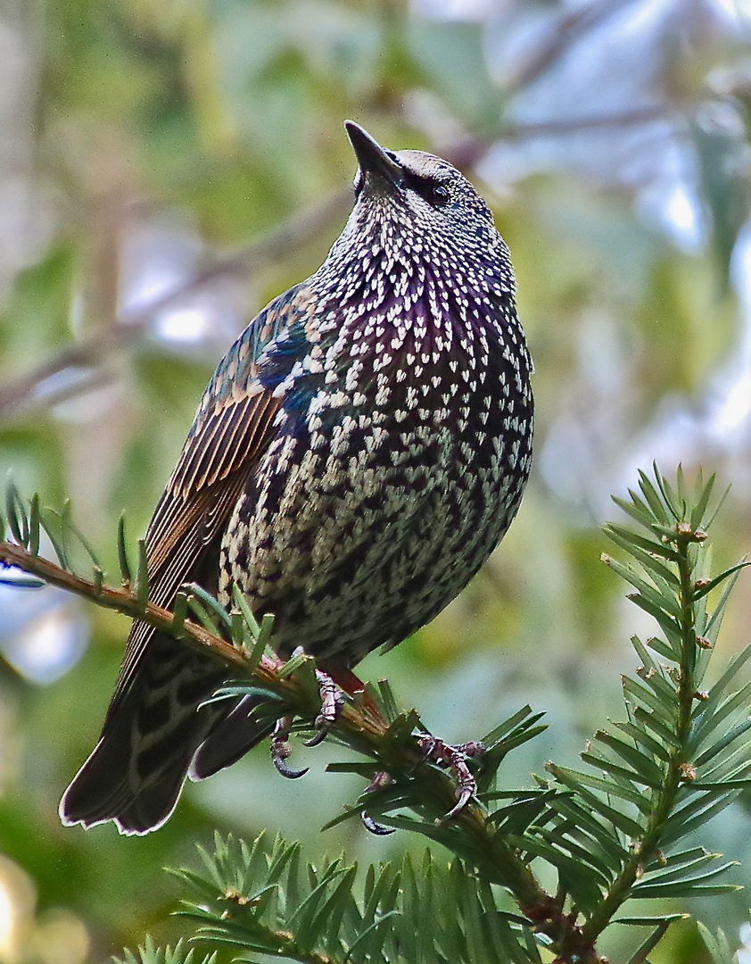 Der frühe Vogel