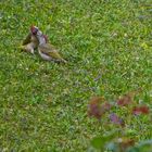 der frühe Vogel