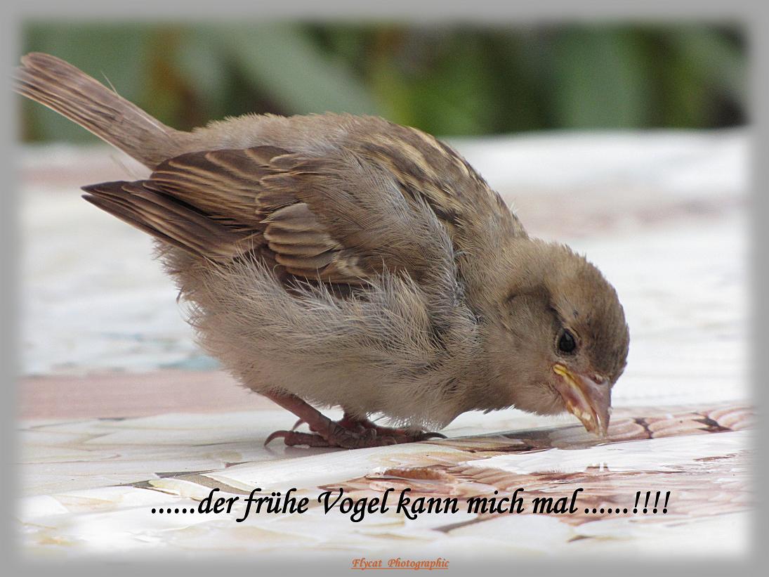 ...der frühe Vogel ....