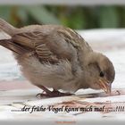 ...der frühe Vogel ....