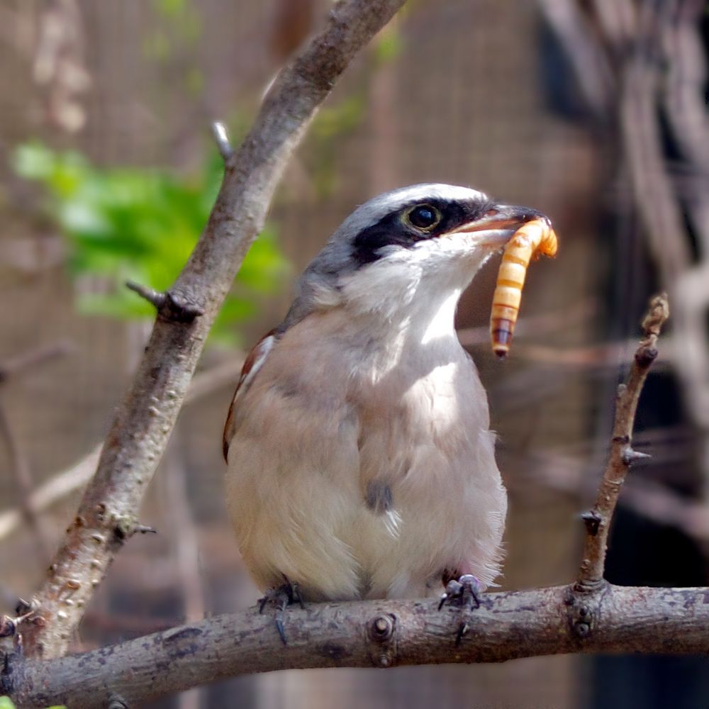 Der frühe Vogel...