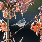 Der frühe Vogel ...