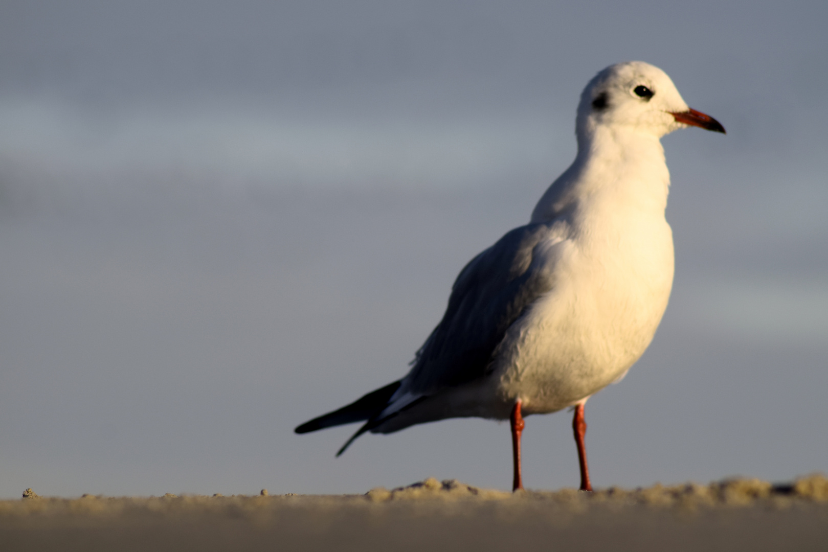 Der frühe Vogel