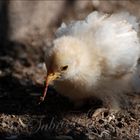 Der frühe Vogel...