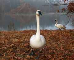 Der frühe Vogel ...