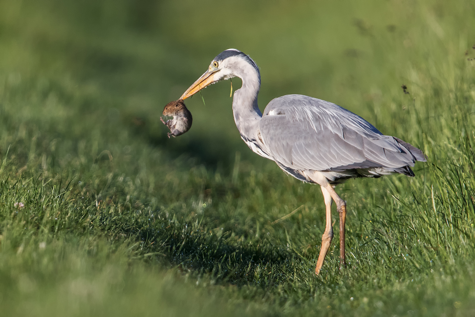 Der frühe Vogel