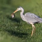 Der frühe Vogel