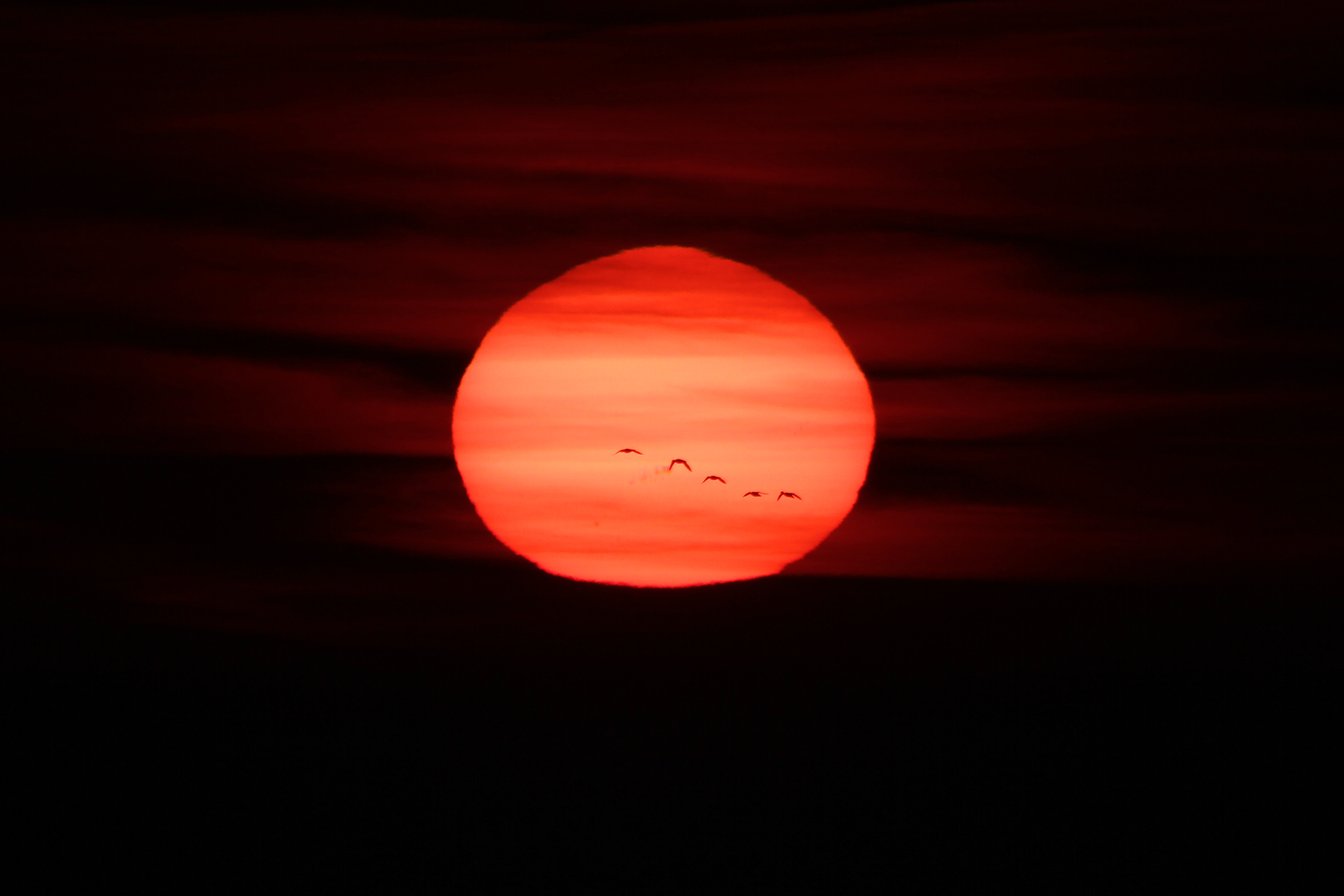 ........der frühe Vogel....