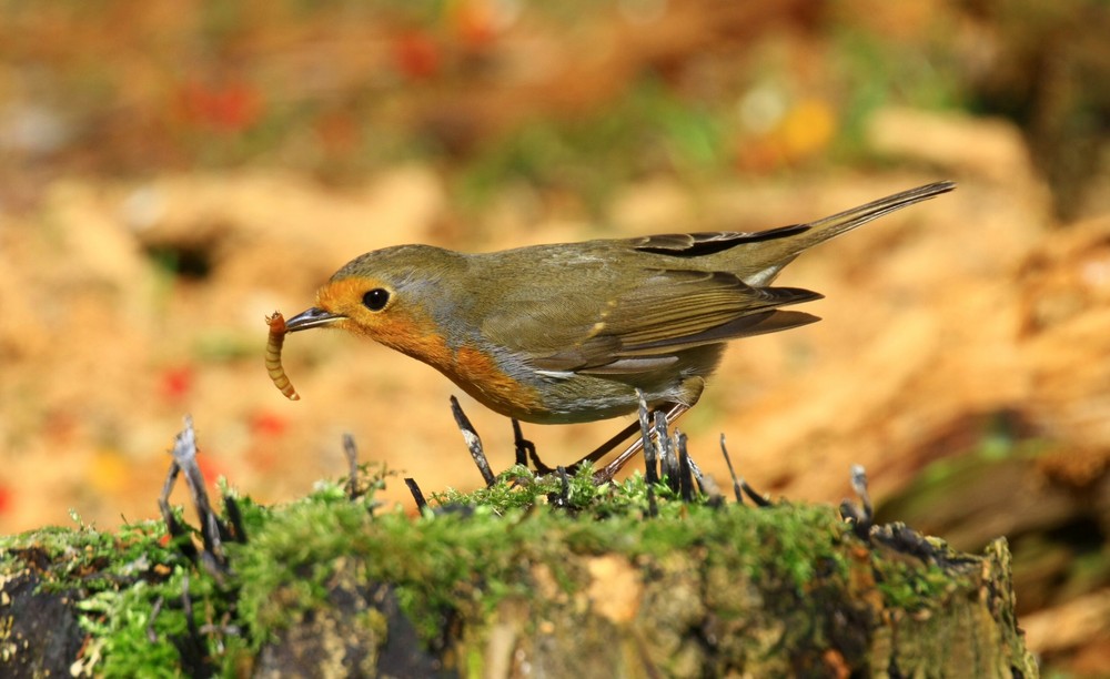 Der frühe Vogel...