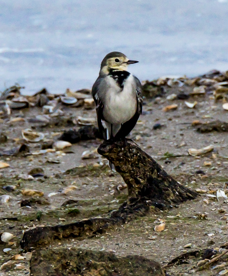 Der frühe Vogel