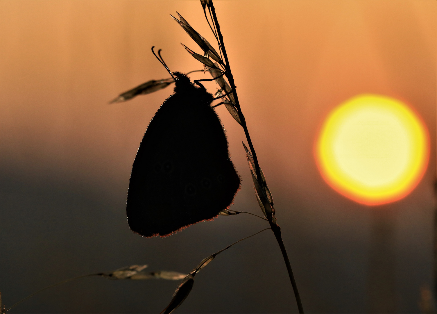 der frühe Vogel