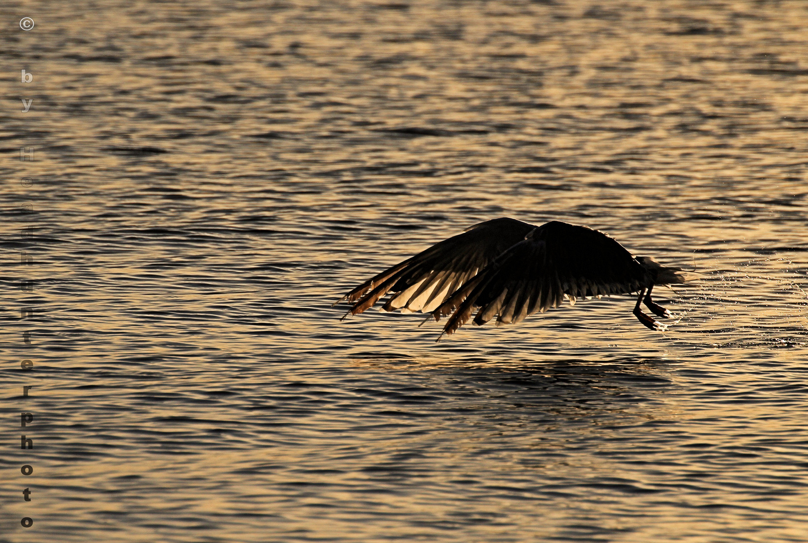 Der frühe Vogel