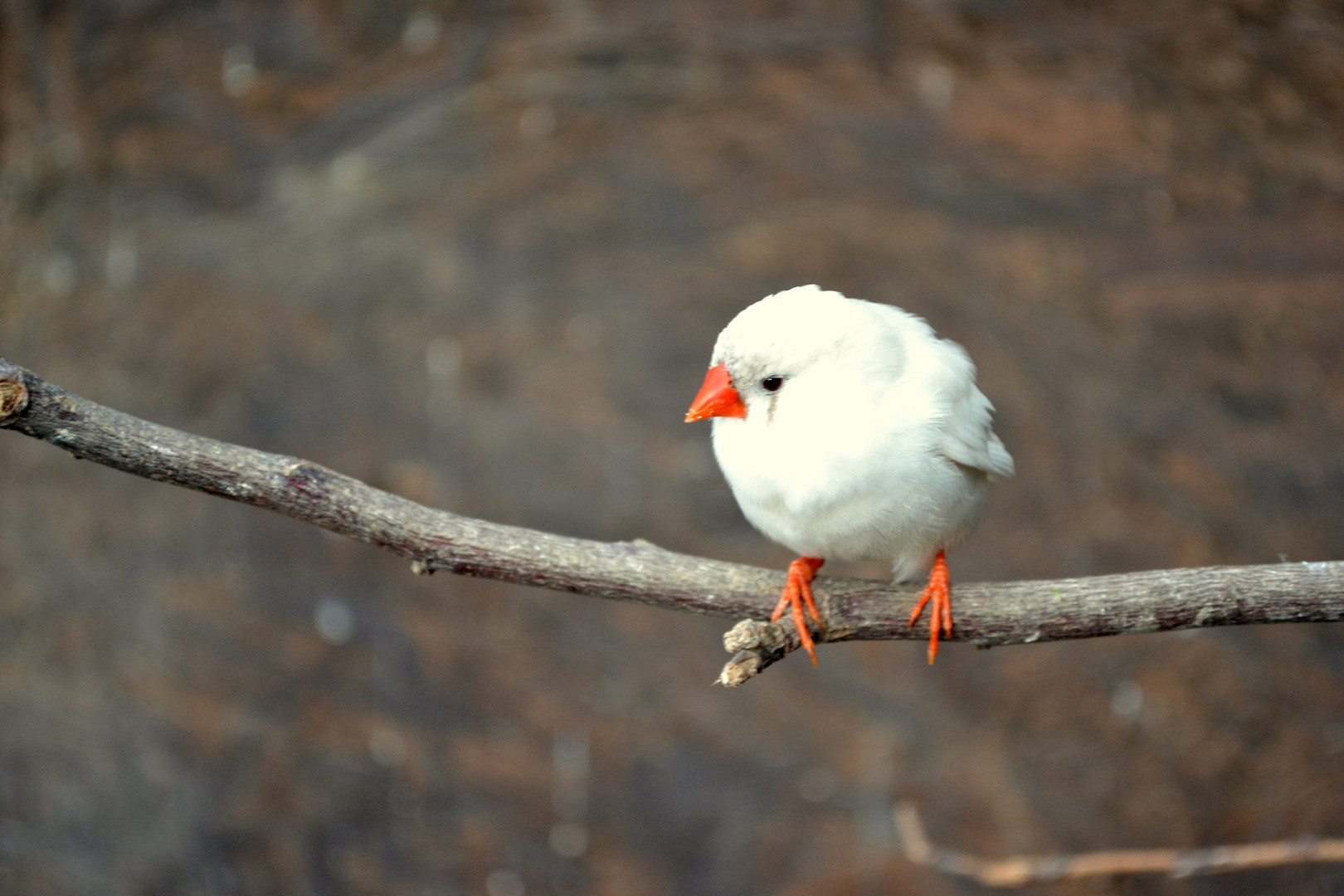 Der frühe Vogel...