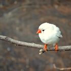 Der frühe Vogel...