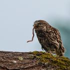 der frühe Vogel...