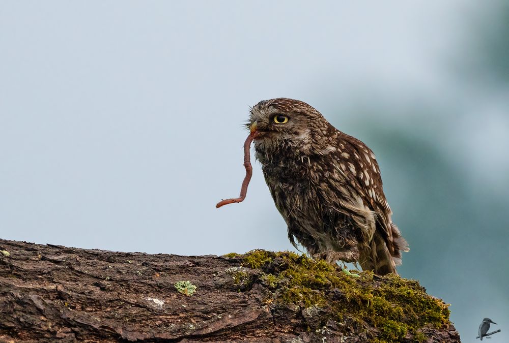 der frühe Vogel...