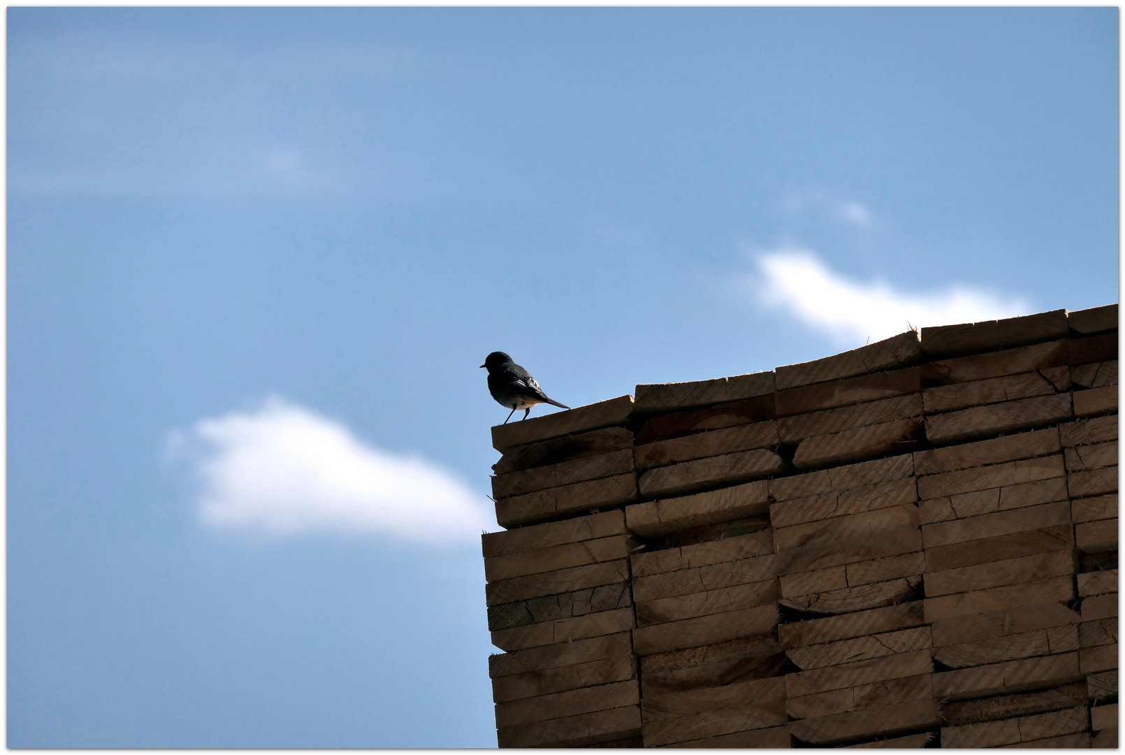 der frühe Vogel....