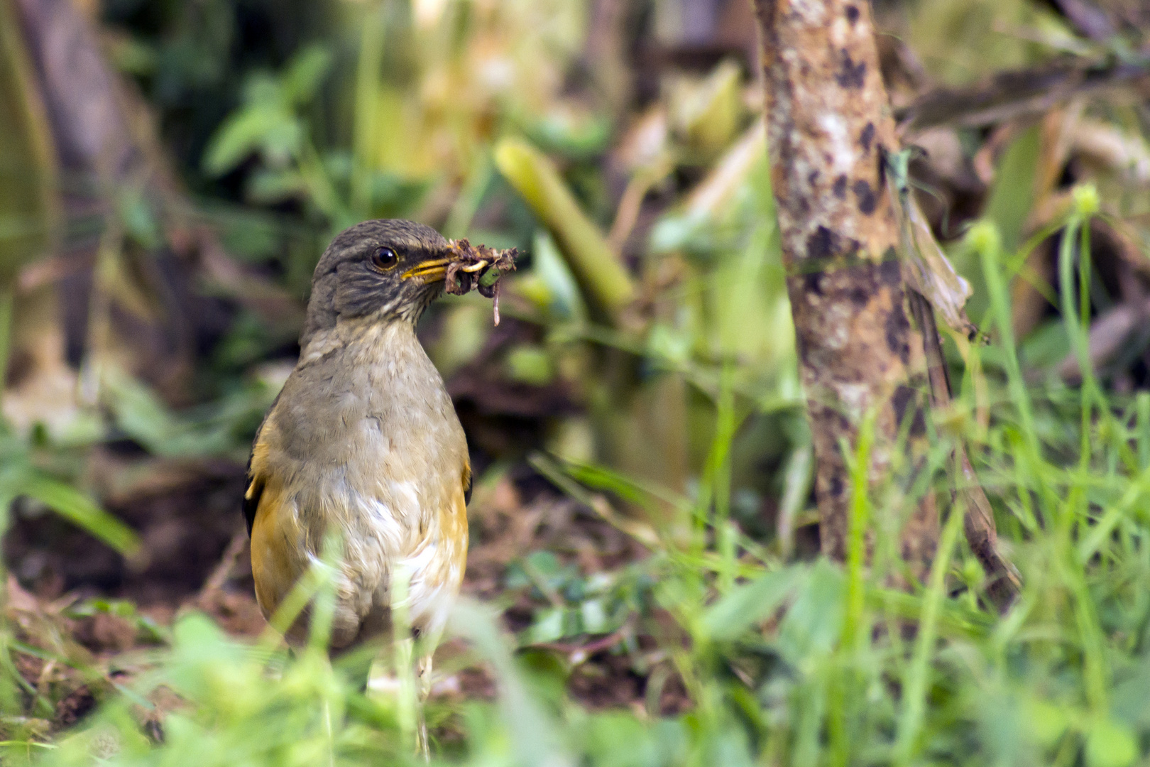 der frühe Vogel