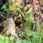 der frühe Vogel