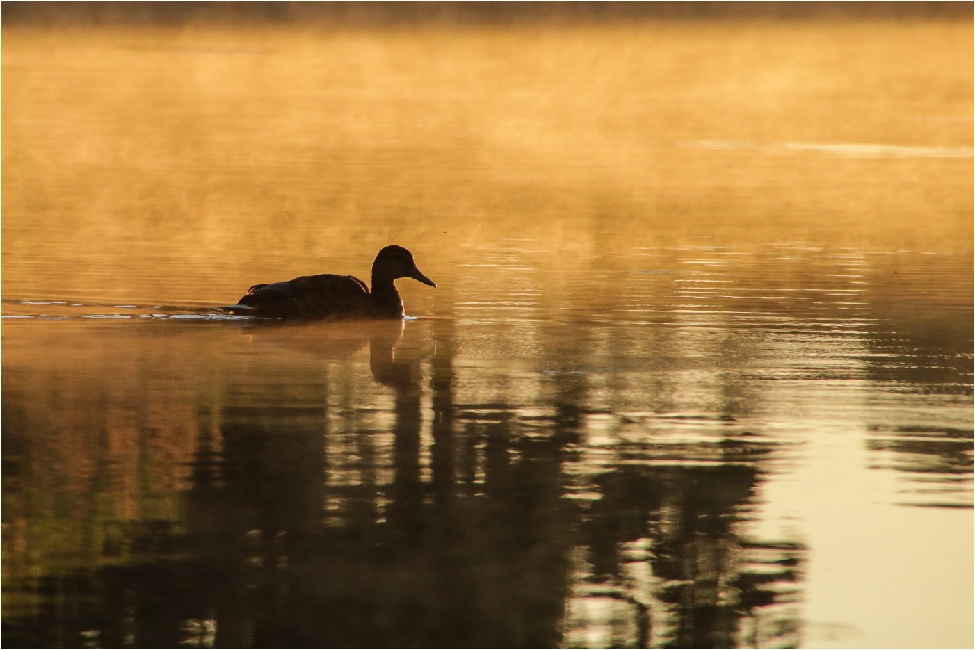 Der frühe Vogel