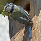 ... der frühe Vogel