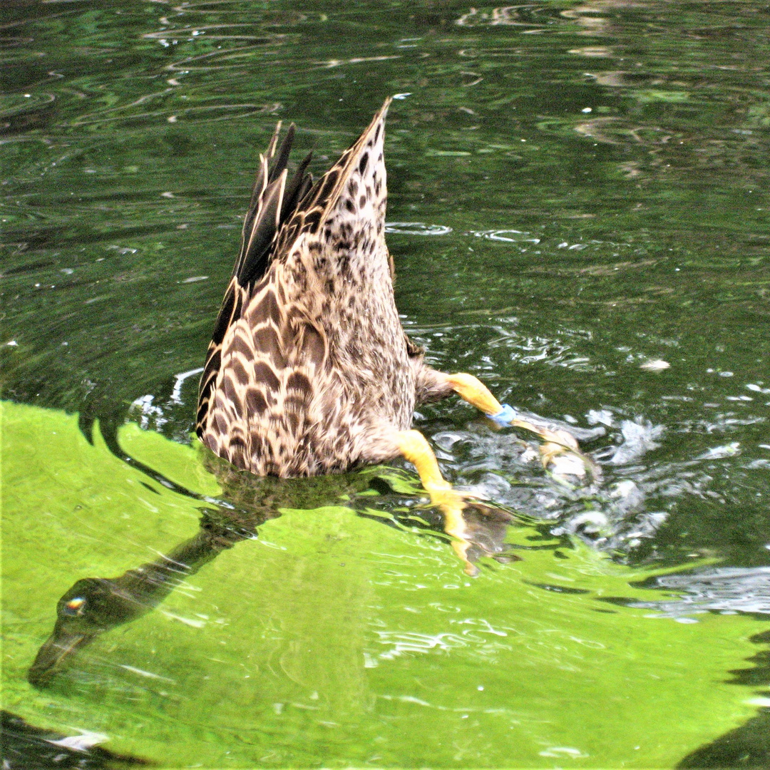 der frühe Vogel ...