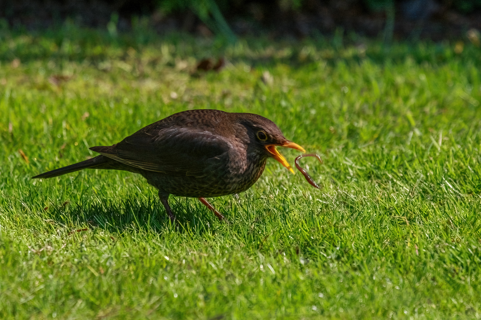 ...der frühe Vogel...