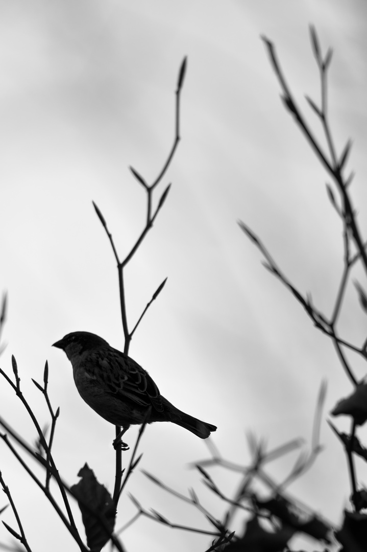 Der frühe Vogel ...