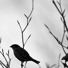 Der frühe Vogel ...