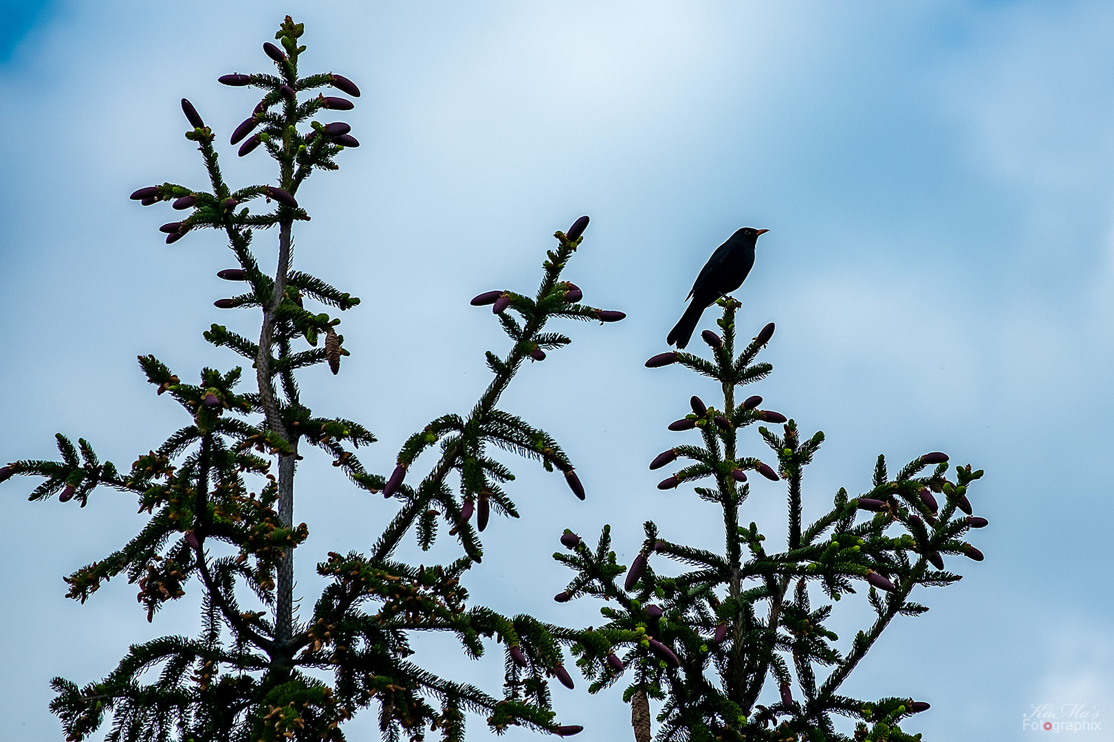 Der frühe Vogel......