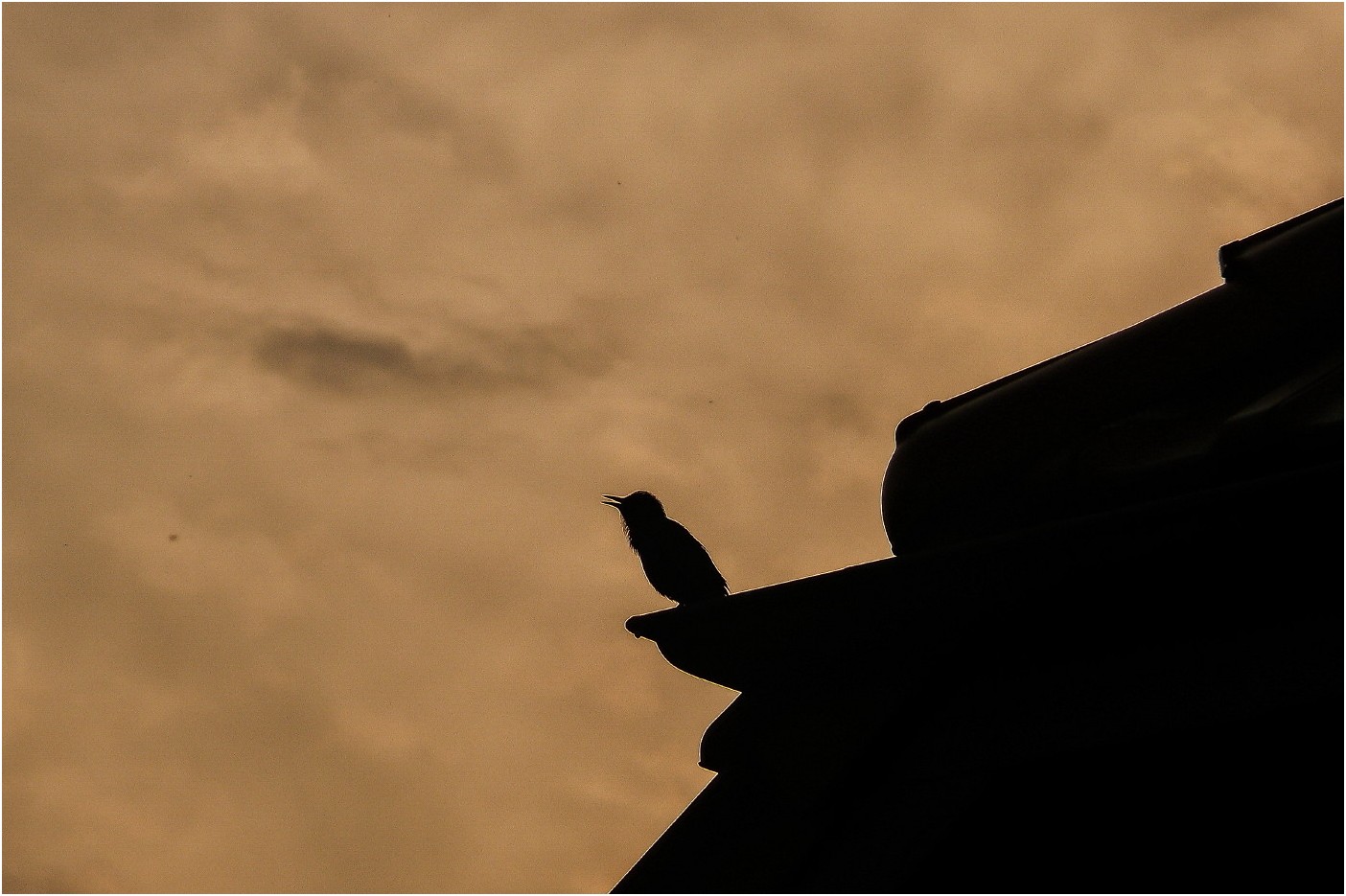 Der frühe Vogel