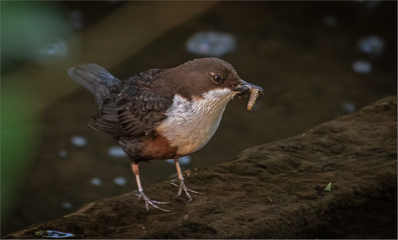 Der frühe Vogel   . . .  8.