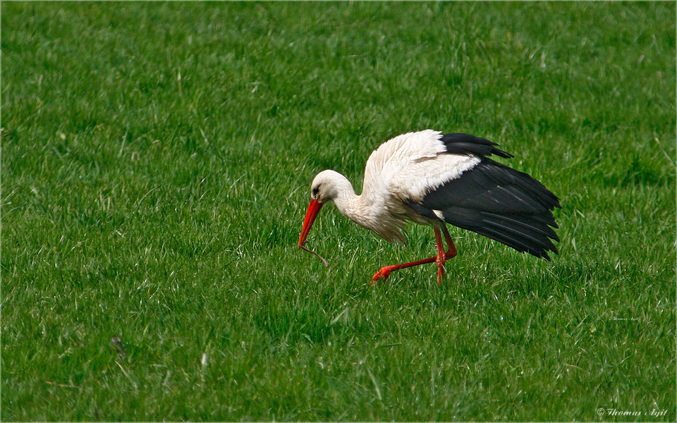 Der frühe Vogel...