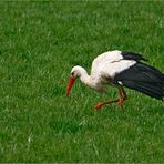 Der frühe Vogel...