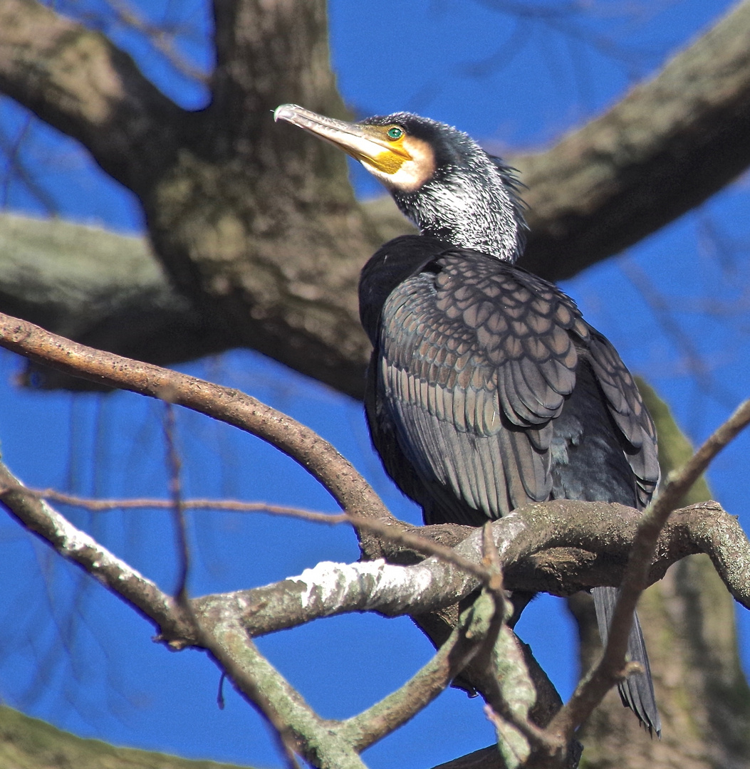 Der frühe Vogel......