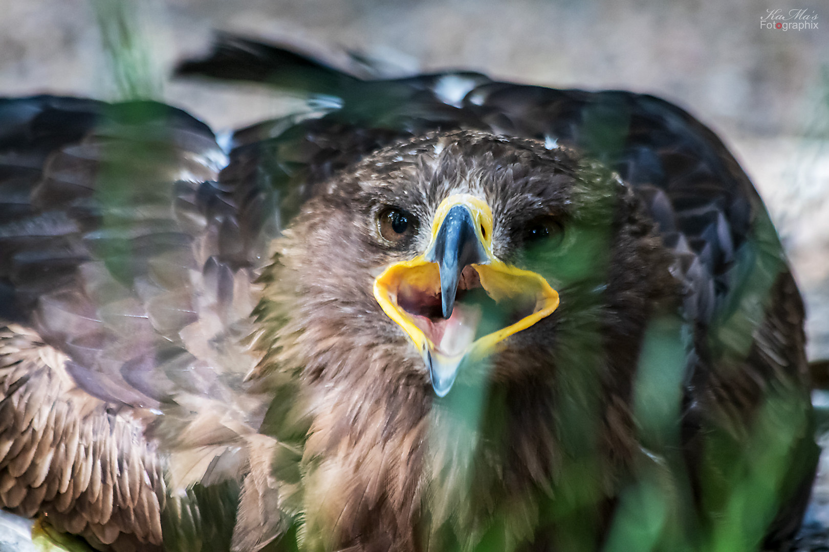 Der frühe Vogel......