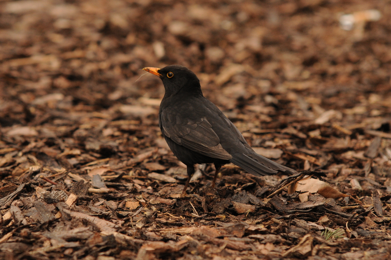 Der frühe Vogel