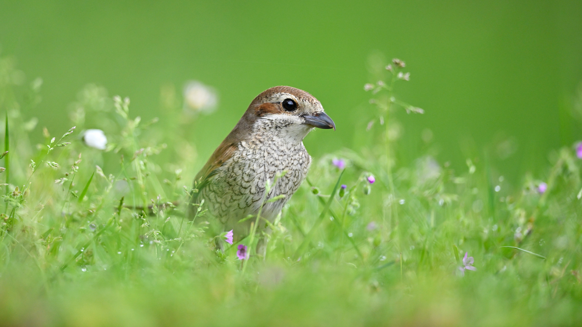 der frühe Vogel..