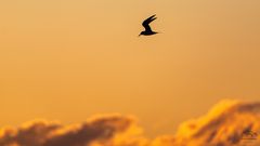 *** Der frühe Vogel ... ***