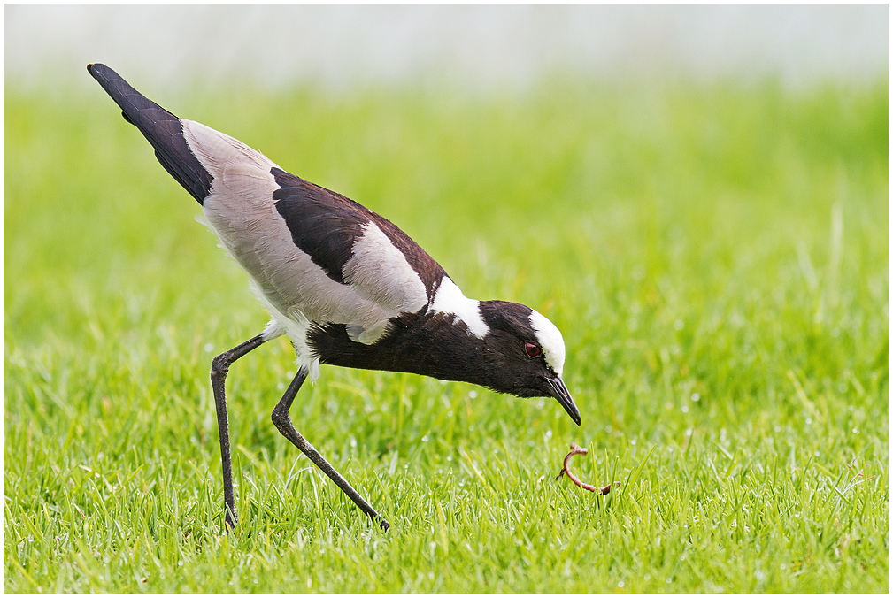 Der frühe Vogel ...