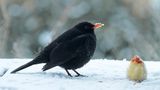 °° Der frühe Vogel... °° von Frollein Emil 