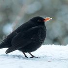 °° Der frühe Vogel... °°