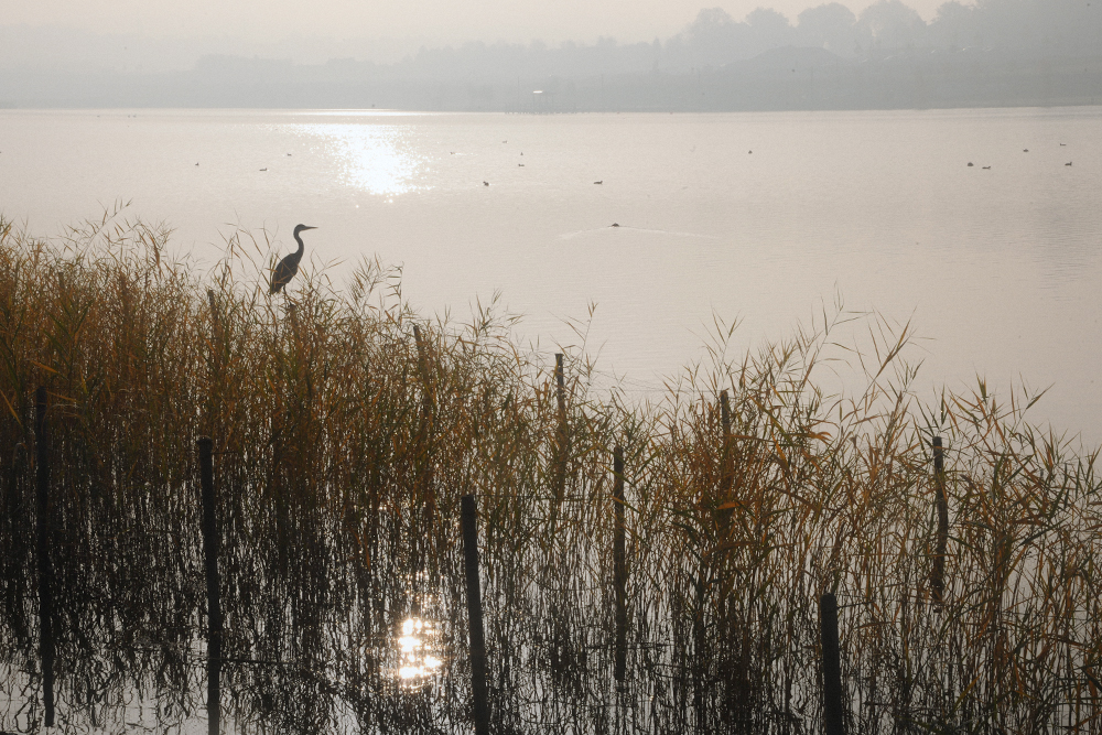 der frühe Vogel