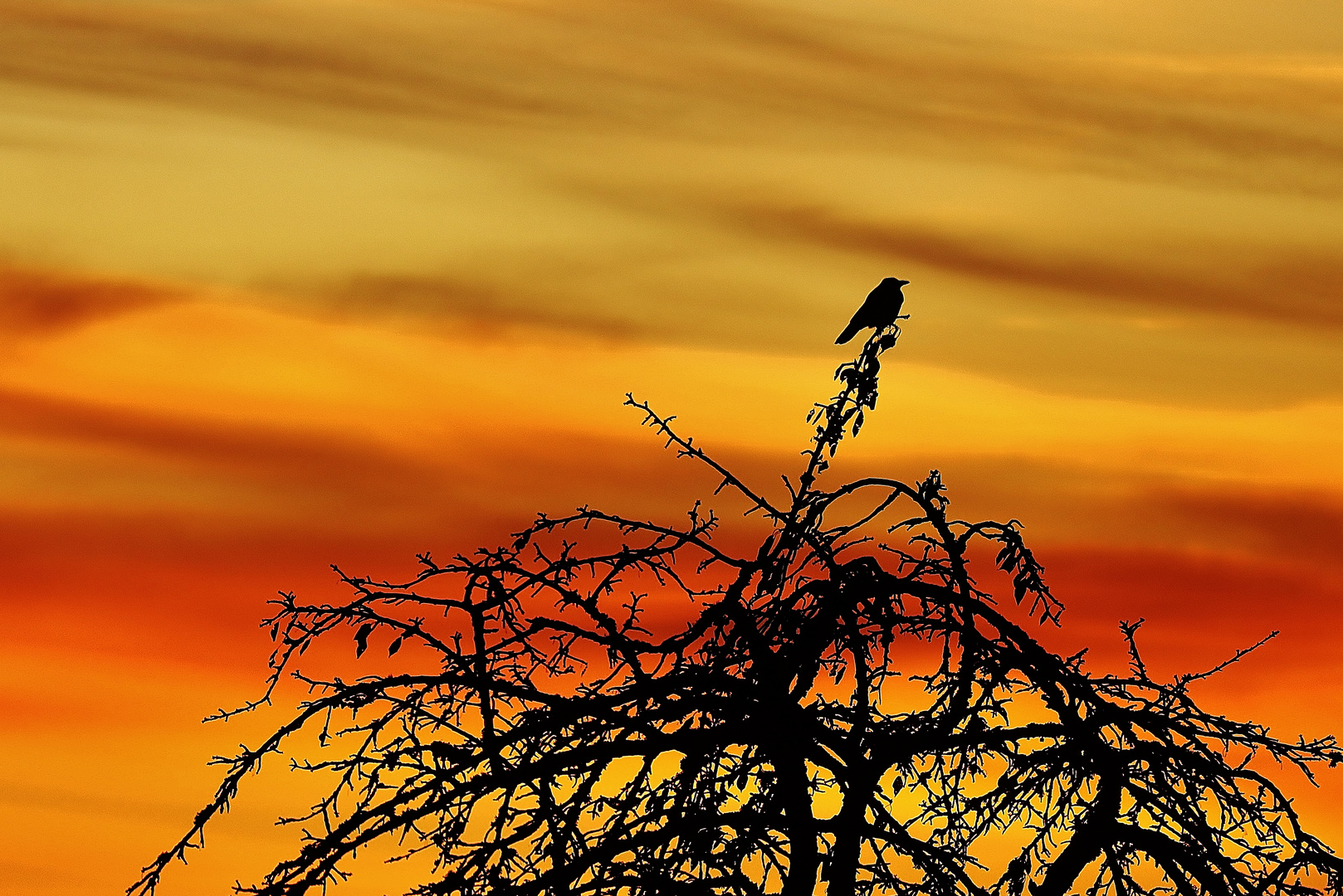 Der frühe Vogel...