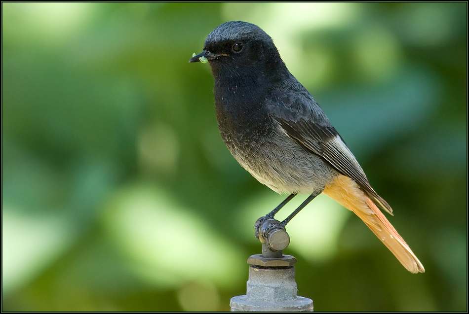 Der frühe Vogel ...